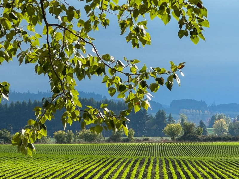 Willamette Valley, OR