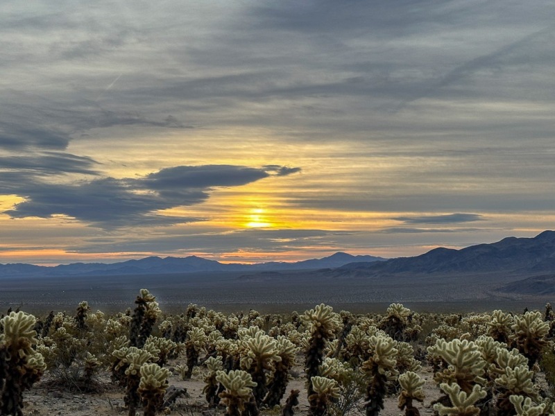 Joshua Tree National Park, CA