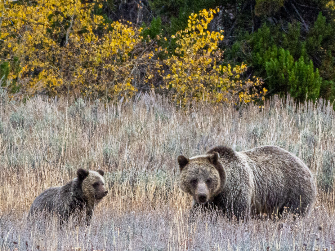 Blurry Bears